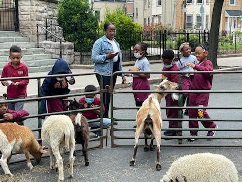 Petting Zoo: LINK Charter School Students Petting Llamas